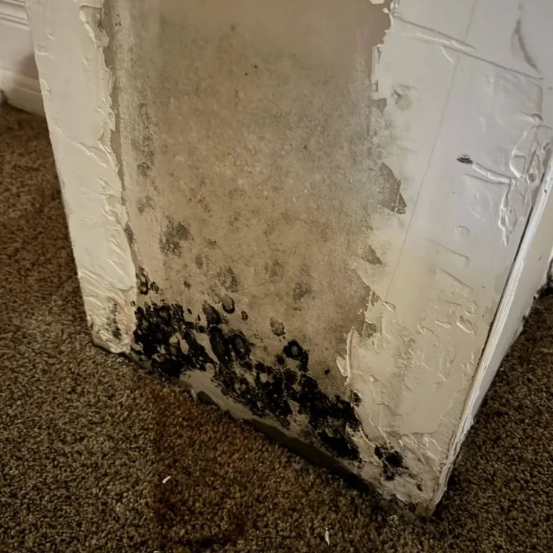 Professional Mold Removal in Laguna Park, TX
